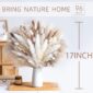 Fluffy Dried Pampas Grass Home Arrangement height