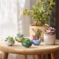 Small Ceramic Succulent Planter Pot 2