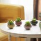 Small Ceramic Succulent Planter Pot 3