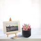 Stylish Artificial Succulent Plants Mini Fake Succulents black decoration