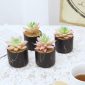 Stylish Artificial Succulent Plants Mini Fake Succulents black set 4 decoration1