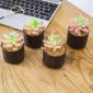 Stylish Artificial Succulent Plants Mini Fake Succulents black set 4 decoration2