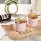 Stylish Artificial Succulent Plants Mini Fake Succulents pink set2 table