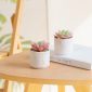 Stylish Artificial Succulent Plants Mini Fake Succulents white set2 table decor2