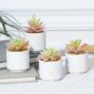 Stylish Artificial Succulent Plants Mini Fake Succulents white set4 design